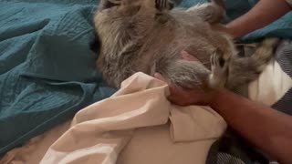 Roxi the Raccoon's Morning Merriment