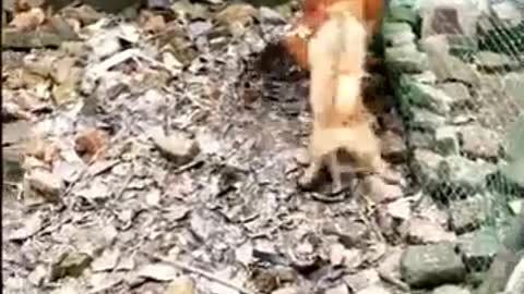 Dog Fight Vs Hen Fight