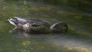 Female Pregnant Duck Drinks Fresh Water In Lake