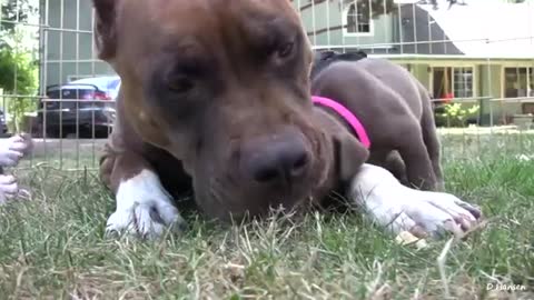 Pit Bull Growls and Snaps at Her Puppies!