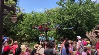 Slow Motion Release of the Macaw Parrots