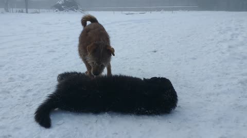 Sarplaninac puppy playing in snow with our old stray