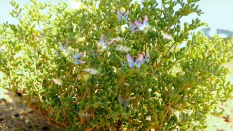 Lots of beautiful flowers