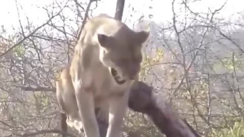 A herd of buffalo traps a lion in a tree