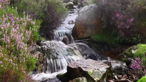 Forest Waterfall Nature Sounds - Perfect for Relaxing, Meditation, Sleeping, & Studying in HD