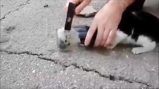 Rescuing a cat with its head stuck in a jar