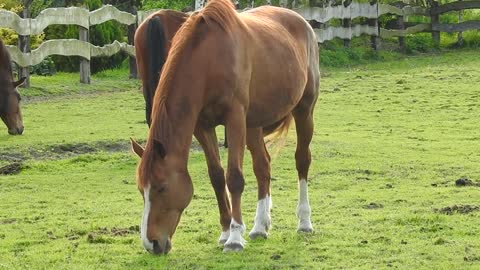 Horse Mare Offspring Grazing Horses Nature Farm