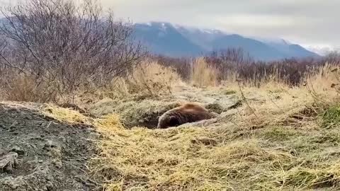 My bed is too hard. Bedding hay