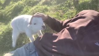 A little cute lamb needs attention