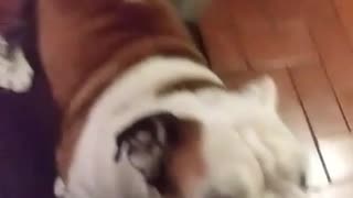 Dog getting slapped in the butt spontaneously