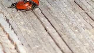 Ladybug lovin’