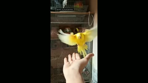 Bird Flaying Video So Cute