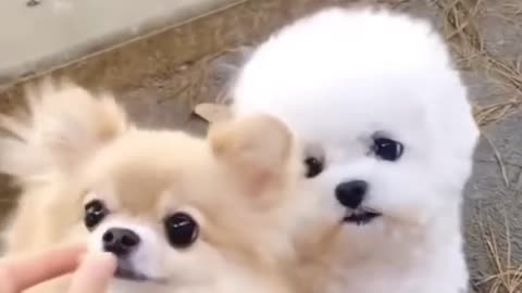 Couple Of Dogs