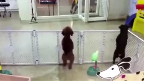 Dog dance song