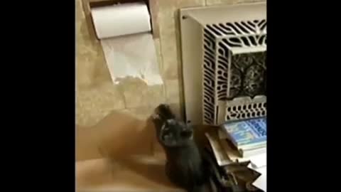 cat using tailet training funny videos Don't miss