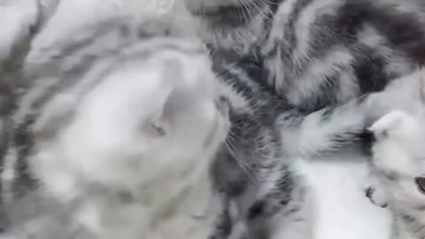 Cute Kittens