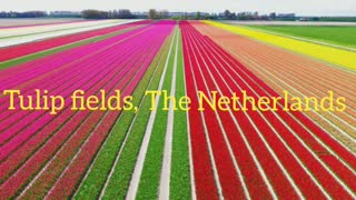 Did You Know? Tulip fields || FACTS || TRIVIA