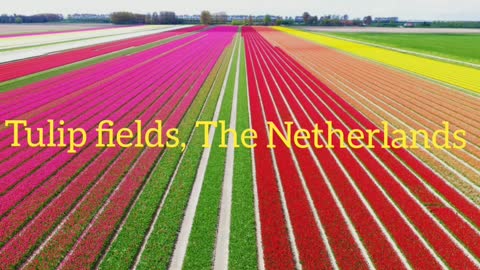 Did You Know? Tulip fields || FACTS || TRIVIA