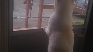 Cat tv