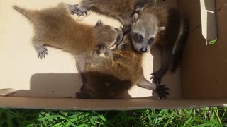 Racoons in FL