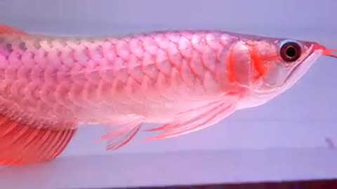 Arowana fish red