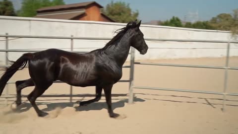 Amazing Black Horse Running In Stable