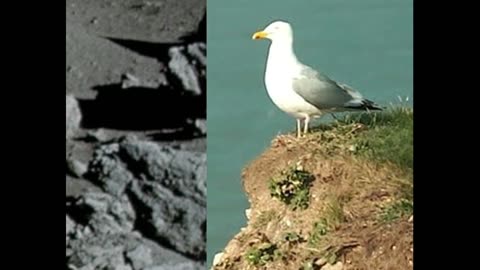Moon Hoax -Seagull Bird on Rock Ledge Seen in Nevada Fake Moon Bay