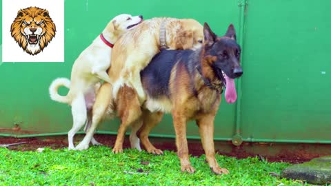 Three dog species different mating together at yard