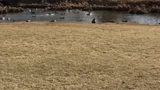 Ducks Ducks Ducks
