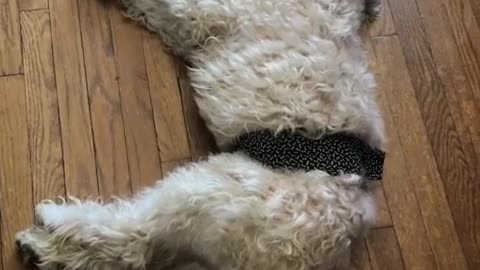 Robot Vacuum Interferes With Dog's Nap