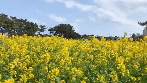 A country full of rape flowers