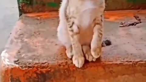 Nasedi cat #song #funny #viral #shortfeed #funnyvideo #youtubeshort #fun