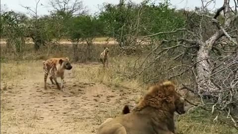 🦁👑 "Upon The Near-Fall of The Lion's Crown" - Intense Wildlife Moment Unfolds! 🌍📽️
