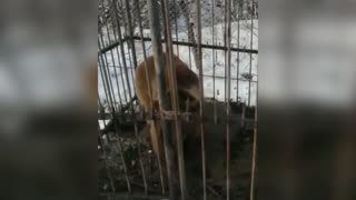 Heartbreaking Footage Of Huge Bear Trapped In Tiny Cage