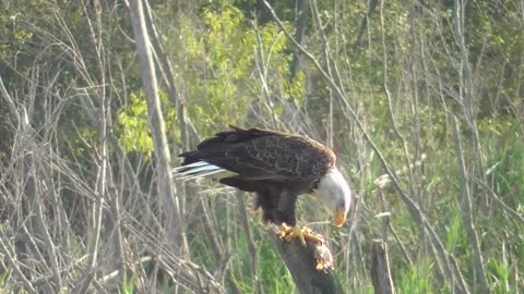 314 Toussaint Wildlife - Oak Harbor Ohio - Meal Fit For The Sky King