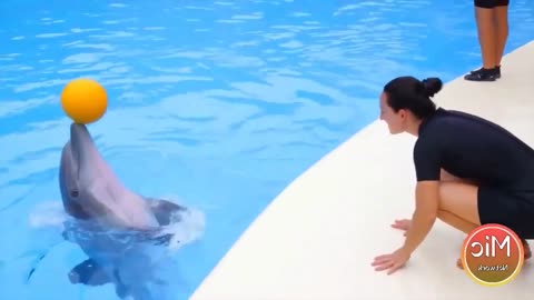 Incredible Dolphins: A Funny and Adorable Dolphin Compilation
