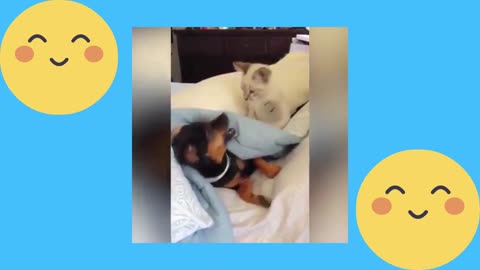 Cat teasing the dog.😂🤩😀