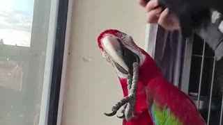Colorful Parrot Calls for His Hat