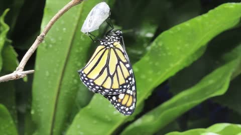 Time-lapse Monarch Butterfly Metamorphosis HD