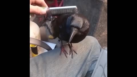 adorable Crow Demands for affection