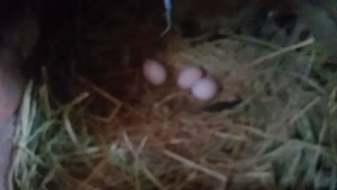 Observe what an amazing thing will happen. The camera watches chicks laying eggs in a rural area