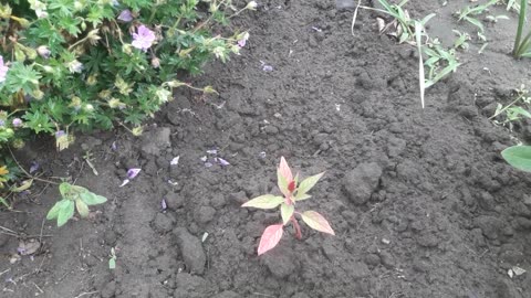 Salvia has risen