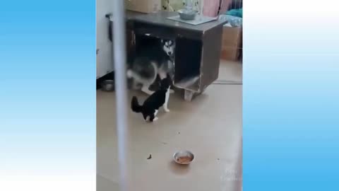 Husky VS Cat