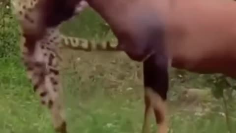 Deer Vs Cheetah 🐆 😳 😍