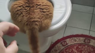 Cat Drink Water From WC