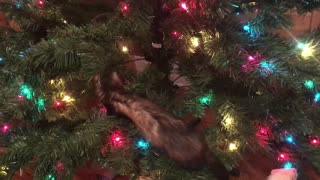 Little Creatures in my Christmas tree, full