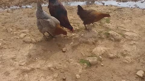 Baladi chicken