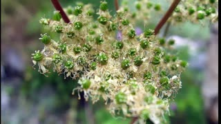 Ulmária ( Filipendula ulmaria ) serve para febre e enxaqueca