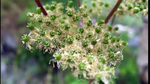 Ulmária ( Filipendula ulmaria ) serve para febre e enxaqueca