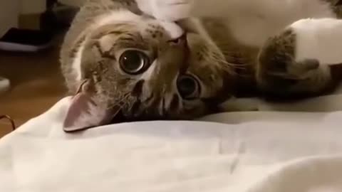 Top FUNNY KITTENS VIDEOS - Extreme cuteness alert!